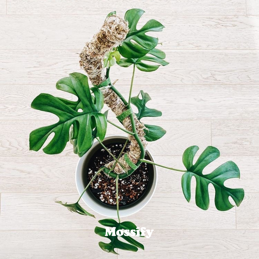 Monstera climbing a Mossify Bendable Moss Pole