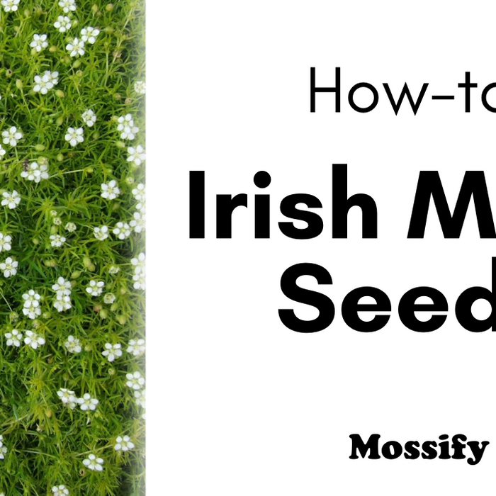How To: Irish Moss Seeds | Premium Fast Growing Irish Moss Seed (Sagina Subulata)
