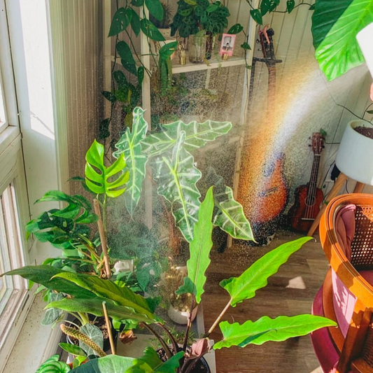 Mossify mistr misting a group of tropical houseplants