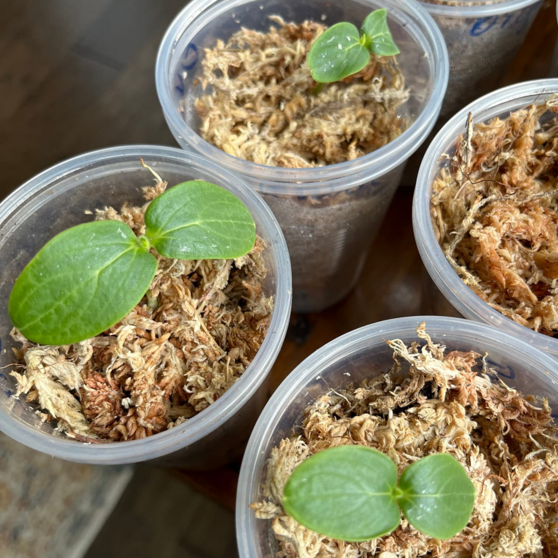 Young plants rooting in sphagnum moss in clear cups