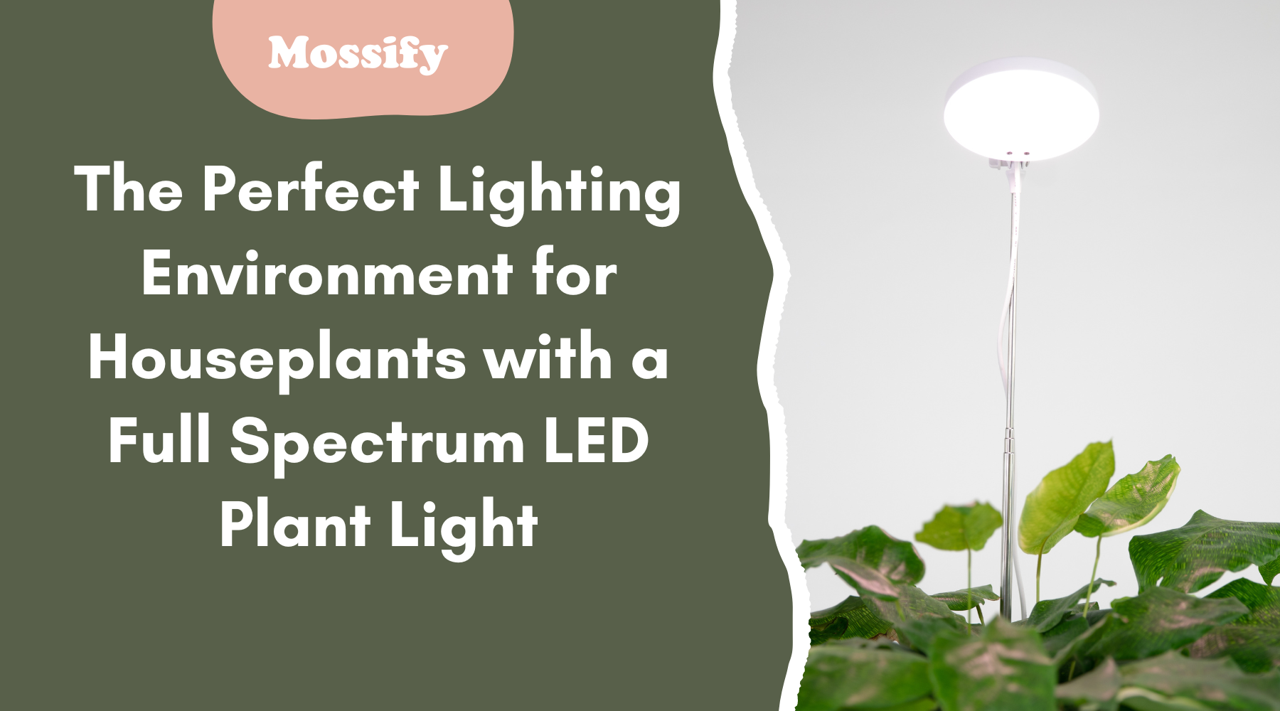 Creating the Perfect Lighting Environment for Houseplants with a Full Spectrum LED Grow Light: Tips and Best Practices