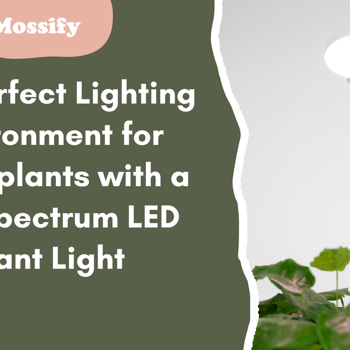 Creating the Perfect Lighting Environment for Houseplants with a Full Spectrum LED Grow Light: Tips and Best Practices