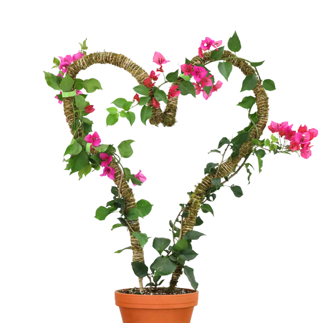 Heart-shaped bendable moss pole with a flowering plant