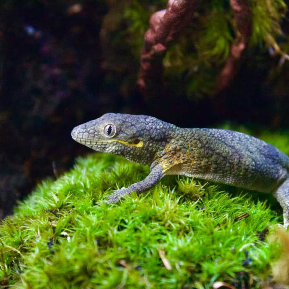 Gecko resting on a mound of live mood moss