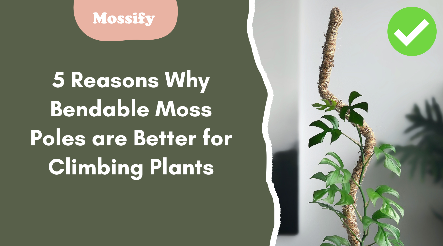 5 Reasons Why Bendable Moss Poles are Superior to Regular Moss Poles for Supporting Climbing Plants