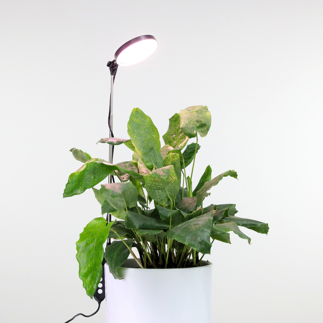 Houseplant growing under a Mossify adjustable LED plant light
