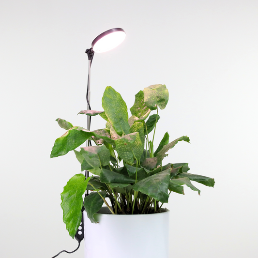 Houseplant growing under a Mossify adjustable LED plant light