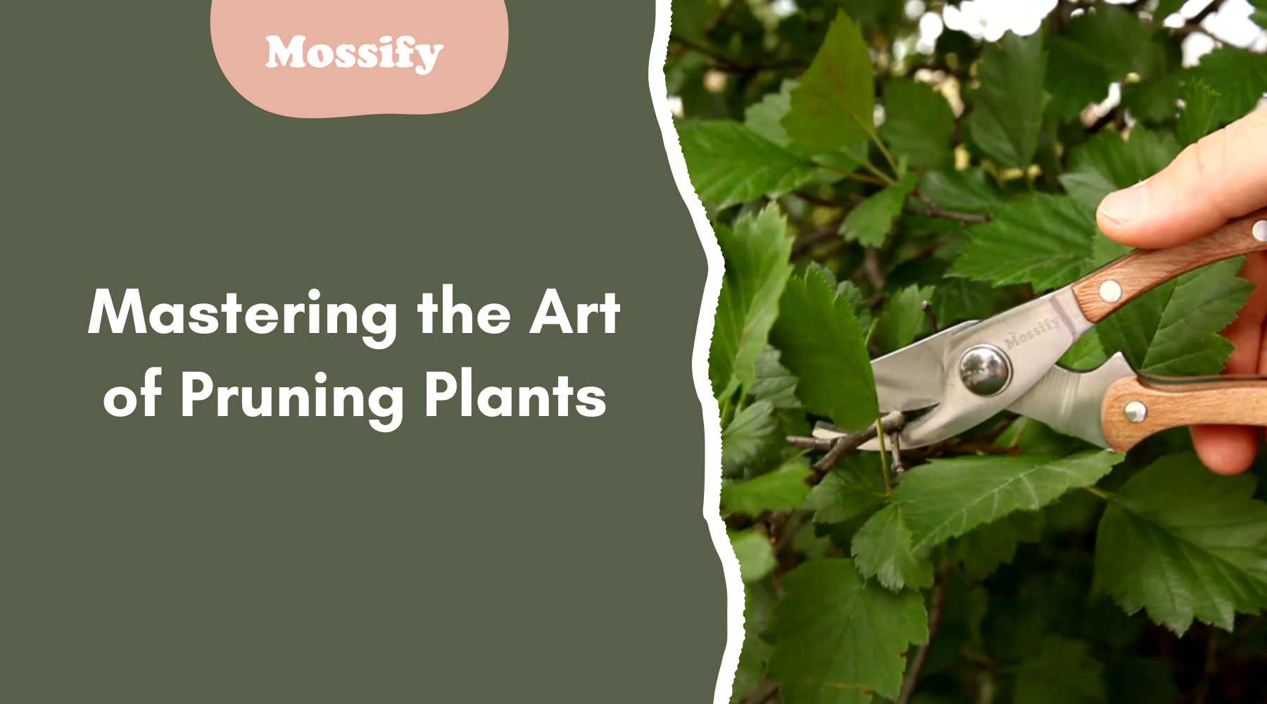 Mastering the Art of Pruning Plants