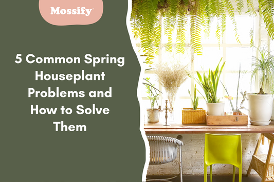5 Common Spring Houseplant Problems and How to Solve Them