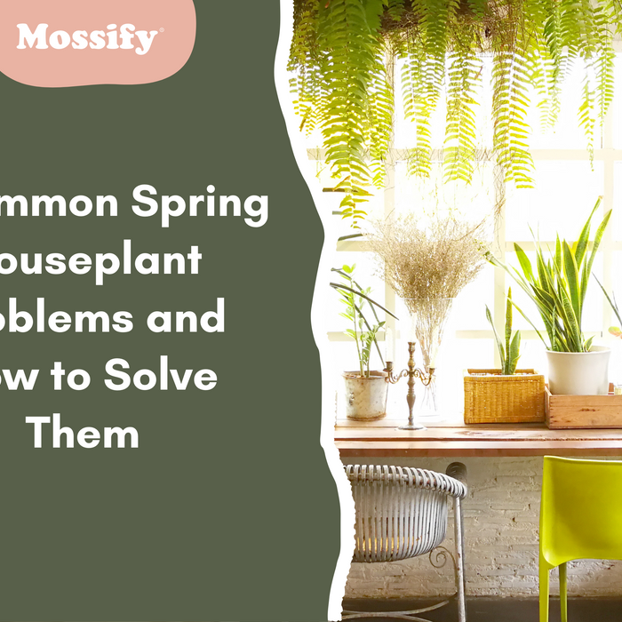 5 Common Spring Houseplant Problems and How to Solve Them