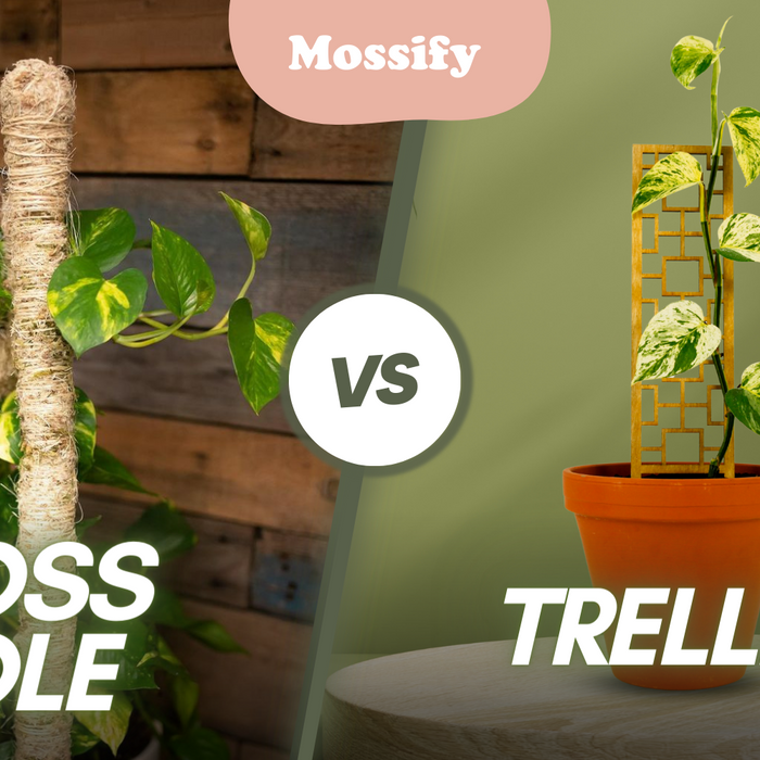Moss Pole vs. Trellis: Which is Better for Your Plants?