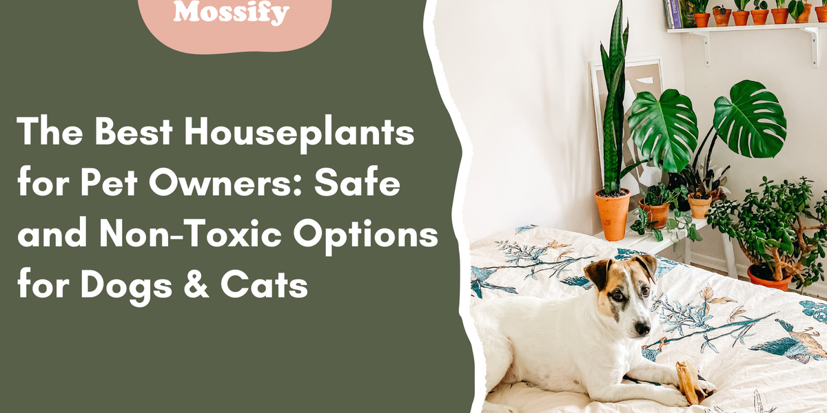 The Best Houseplants for Pet Owners: Safe and Non-Toxic Options for Dogs &  Cats