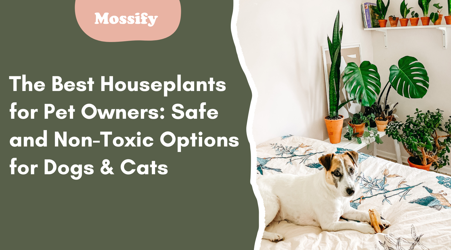 The Best Houseplants for Pet Owners: Safe and Non-Toxic Options for Dogs & Cats