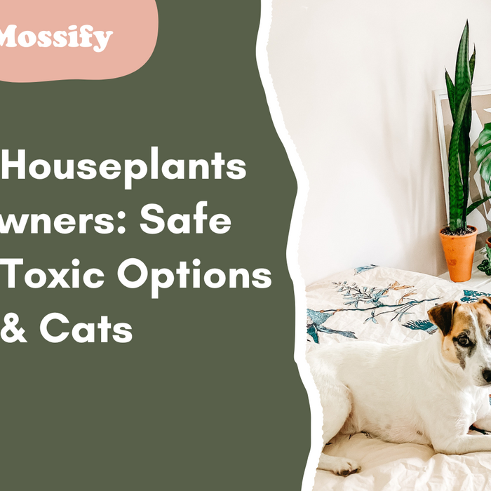 The Best Houseplants for Pet Owners: Safe and Non-Toxic Options for Dogs & Cats
