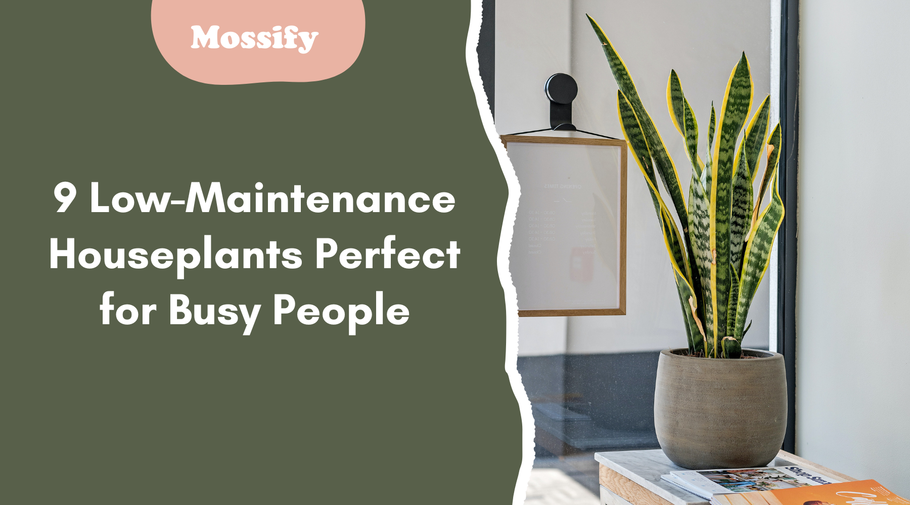 9 Low-Maintenance Houseplants Perfect for Busy People