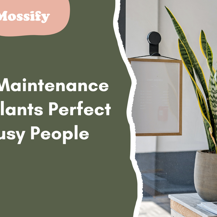 9 Low-Maintenance Houseplants Perfect for Busy People