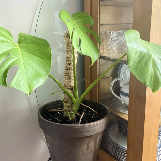 Monstera deliciosa with large leaves in a pot