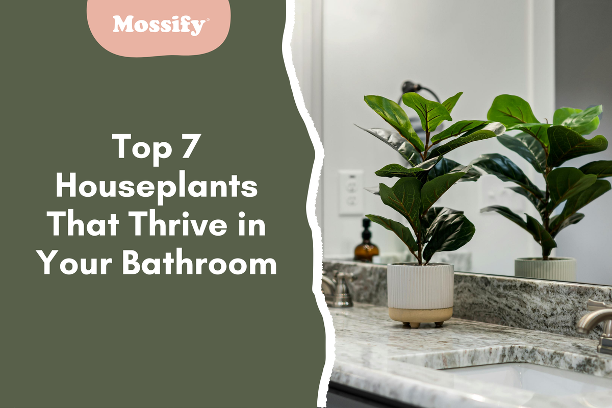 Top 7 Houseplants That Thrive in Your Bathroom (And Why They Love It There)
