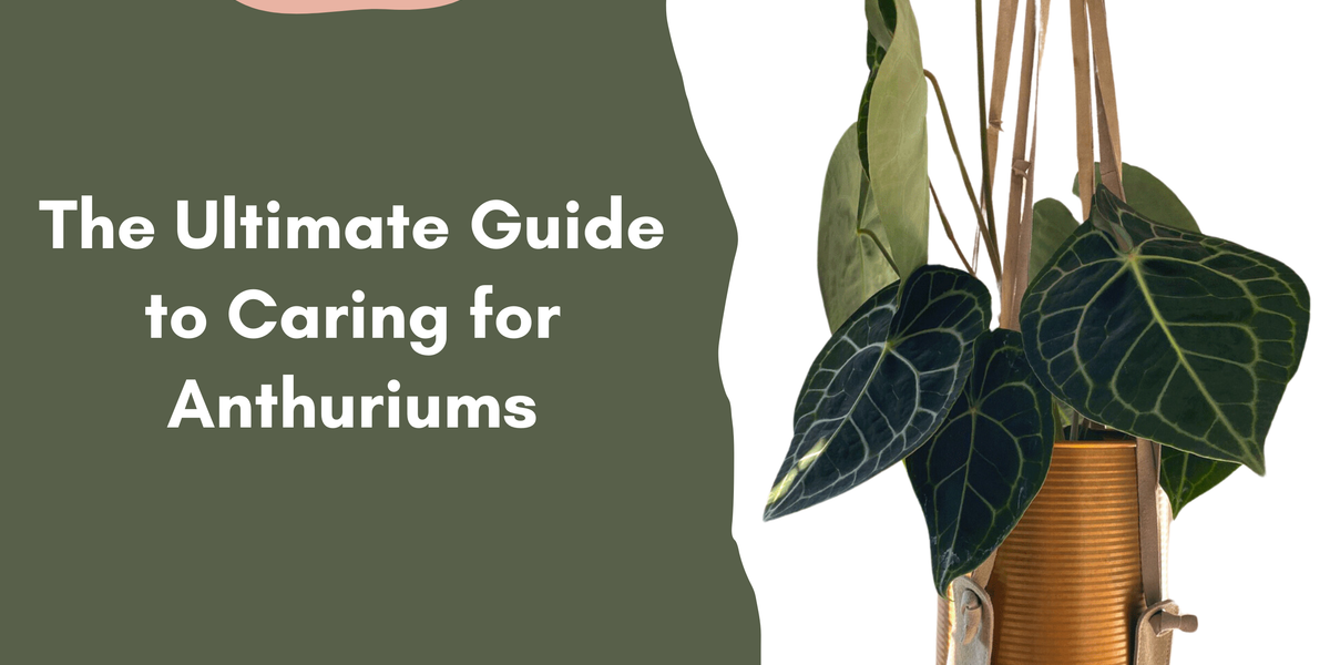 The Ultimate Guide to Caring for Anthuriums
