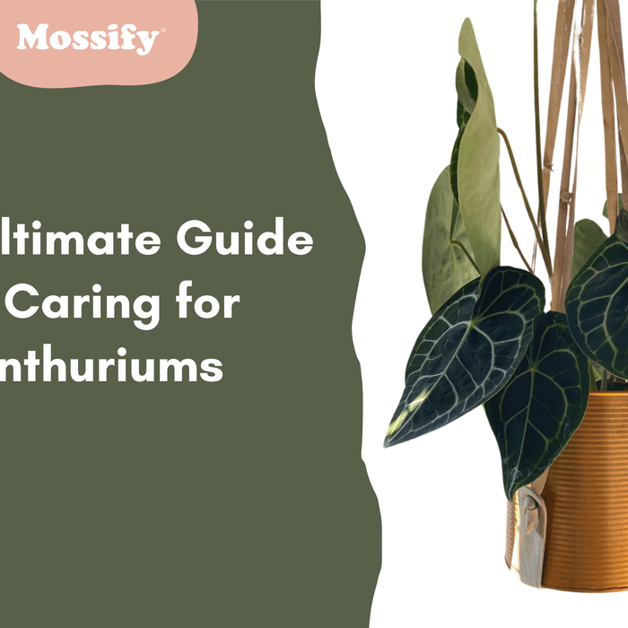 The Ultimate Guide to Caring for Anthuriums