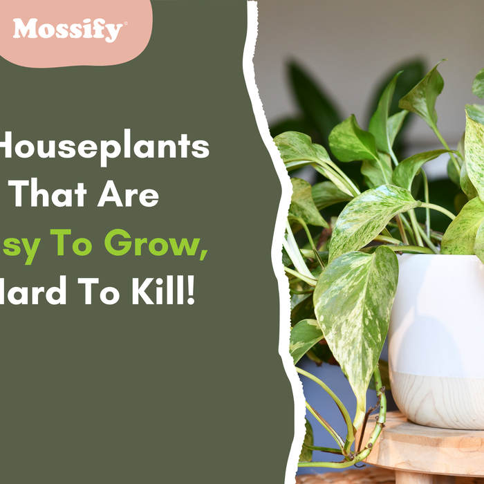 8 Houseplants That Are Easy to Grow, Hard to Kill