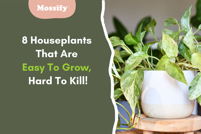 sansevieria midnight shine Sansevieria Midnight Shine | Low Light Plants & Houseplants for Delivery
