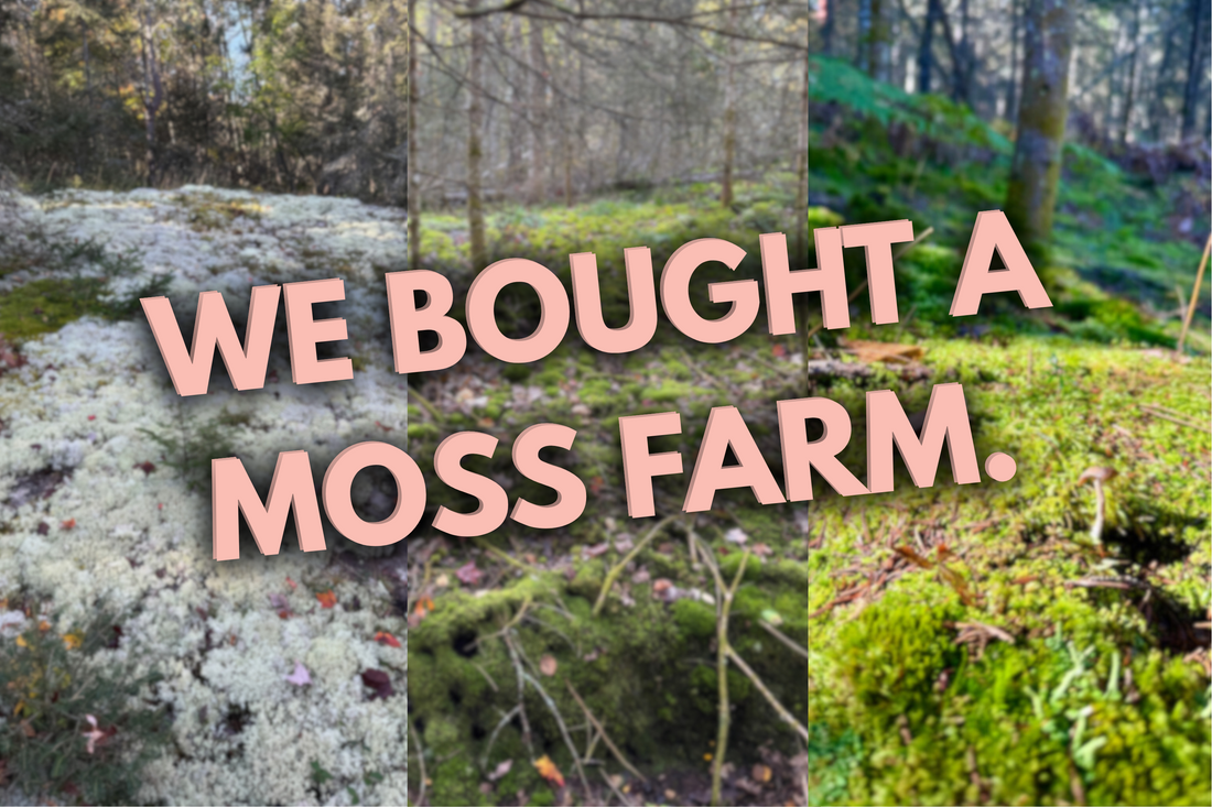 Why We Bought a Moss Farm: The Next Chapter for Mossify