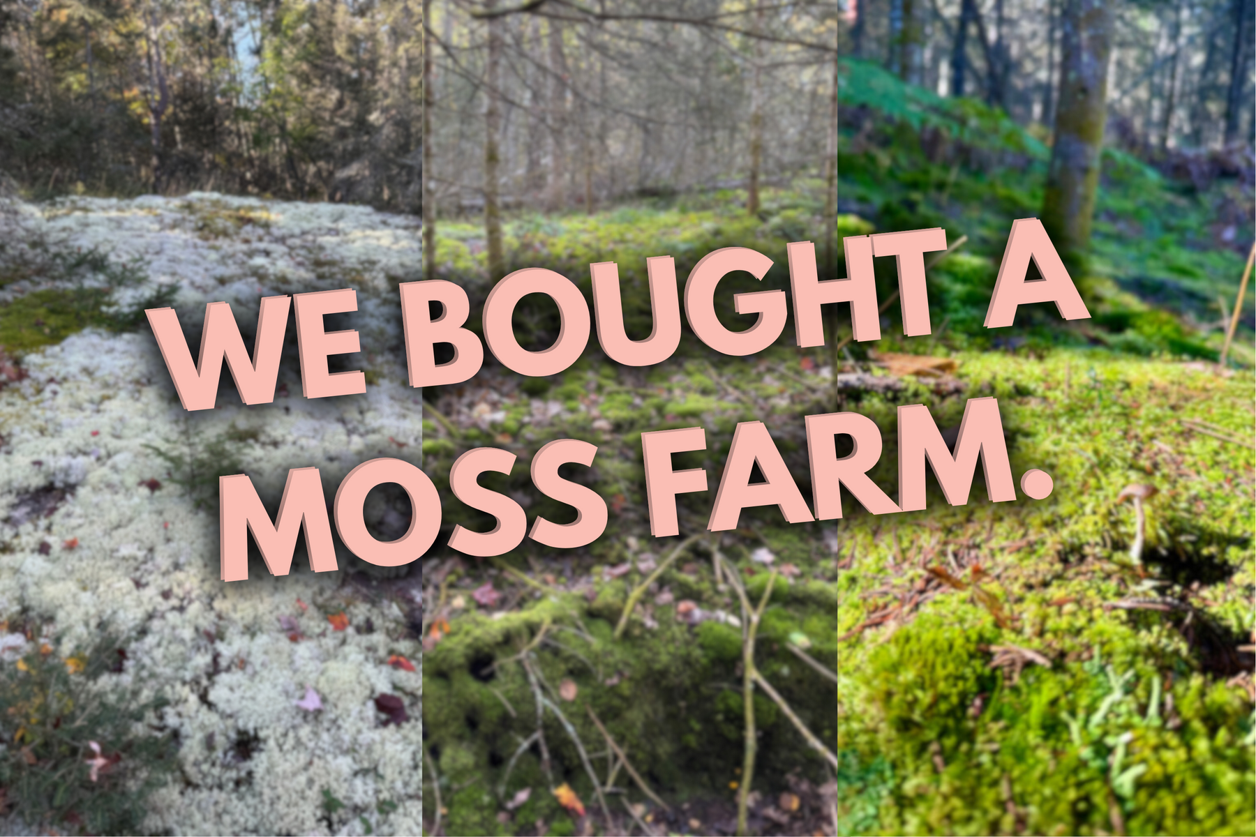 Why We Bought a Moss Farm: The Next Chapter for Mossify