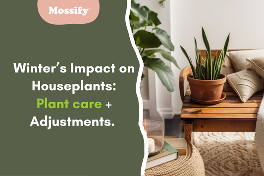 Winter’s Impact on Houseplants: Plant Care + Adjustments