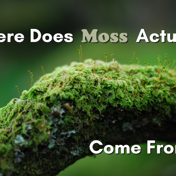Where Does Moss Actually Come From?