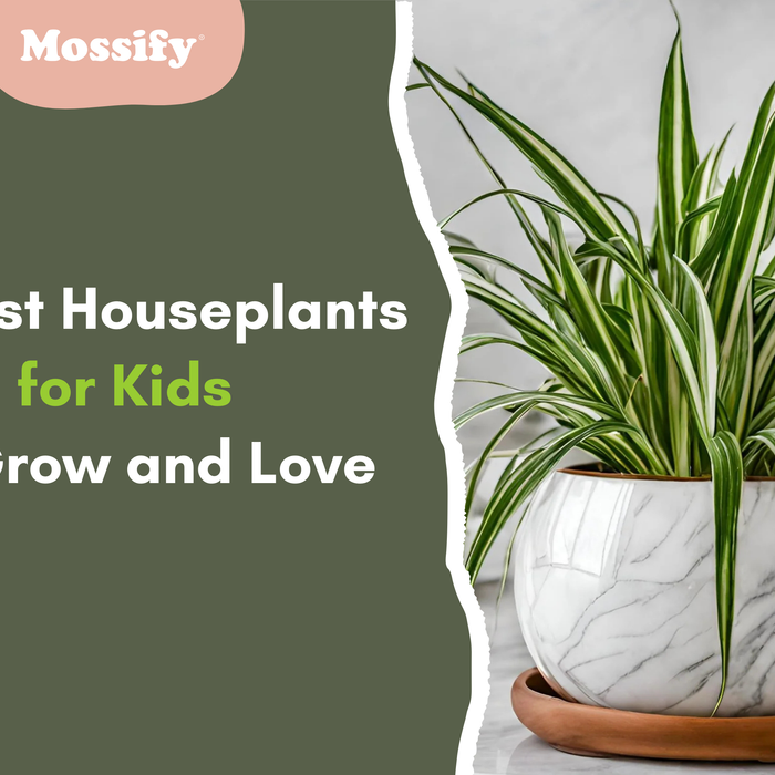 10 Best Houseplants for Kids to Grow and Love