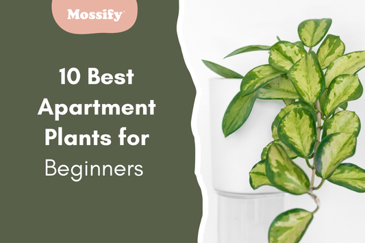 10 Best Apartment Plants for Beginners (Hard to Kill)