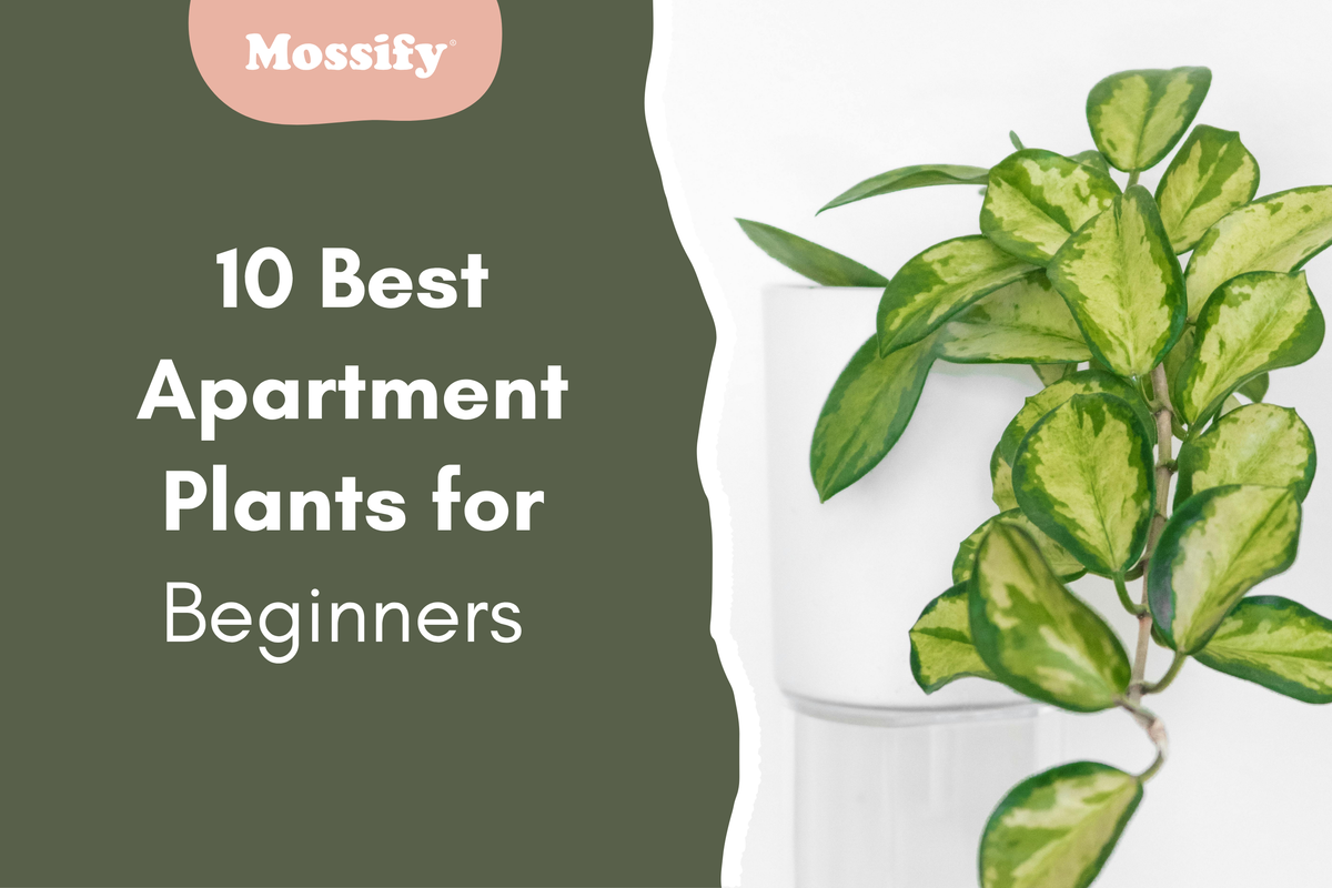 10 Best Apartment Plants for Beginners (Hard to Kill)