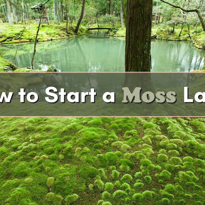How to Start a Moss Lawn (And Why It’s Worth It)