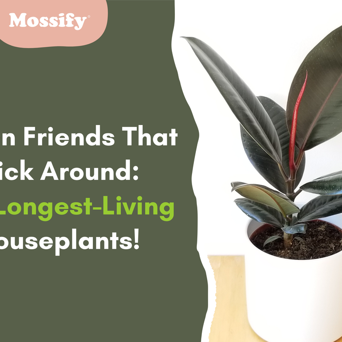 Green Friends That Stick Around: The Longest-Living Houseplants