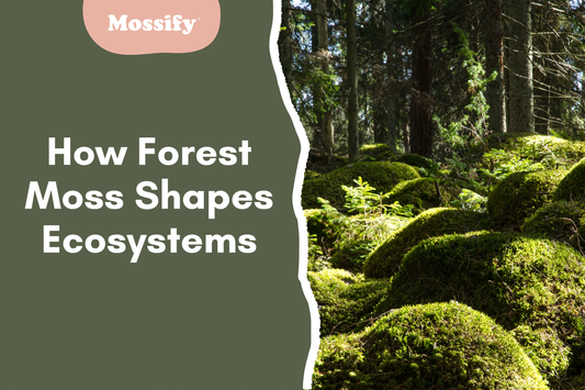 How Forest Moss Shapes Ecosystems, Inspires Design, and Now Fits in Your Terrarium