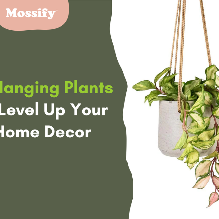 10 Hanging Plants to Level Up Your Home Decor