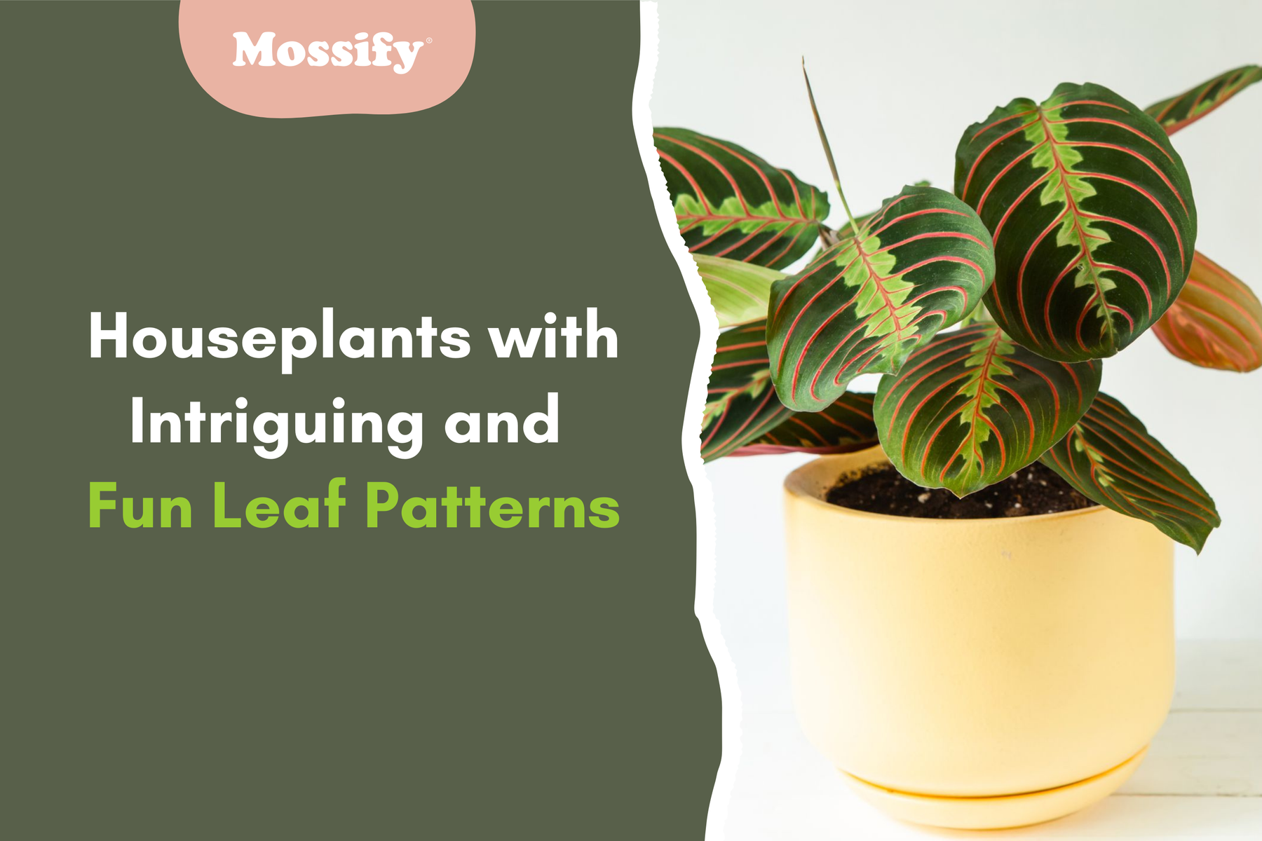 Houseplants with Intriguing and Fun Leaf Patterns!