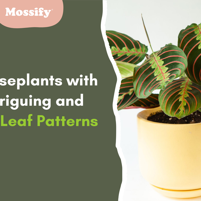 Houseplants with Intriguing and Fun Leaf Patterns!