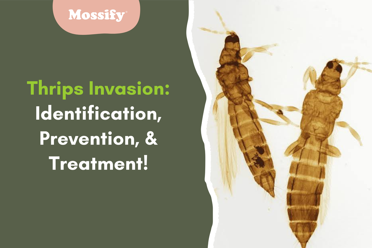 Thrips Invasion: Identification, Prevention, & Treatment! — Mossify