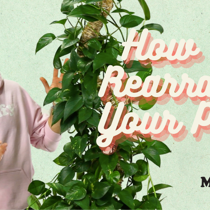 How To Rearrange Your Plant Once It Outgrows Its Moss Pole
