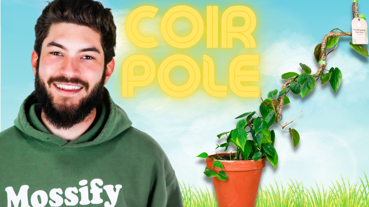 HOUSEPLANTS TUTORIAL: How To Make A Bendable Coir Pole™ Look Aesthetically Pleasing