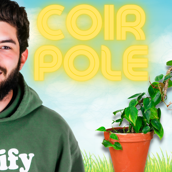 HOUSEPLANTS TUTORIAL: How To Make A Bendable Coir Pole™ Look Aesthetically Pleasing