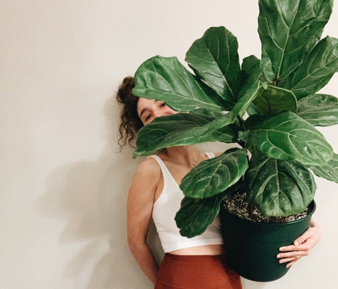 Indoor Jungle Decorating Tips