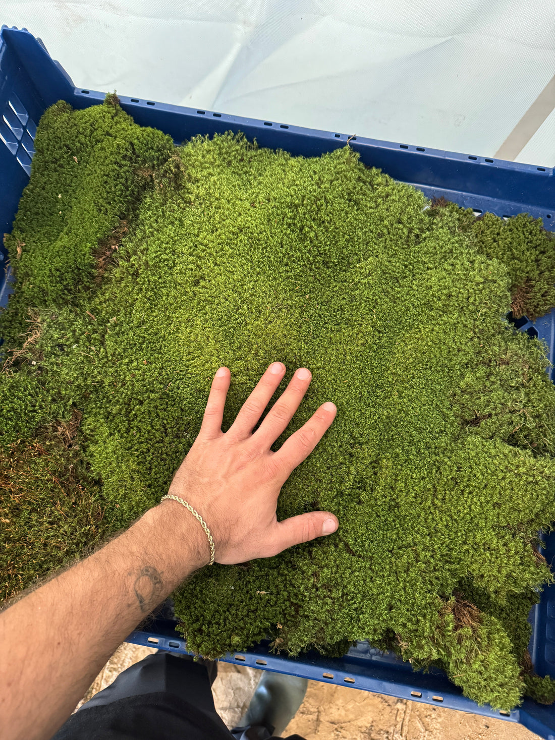Hand resting on a crate of bright green live moss