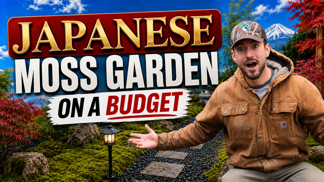 DIY Japanese Moss Garden: Backyard Transformation on a Budget