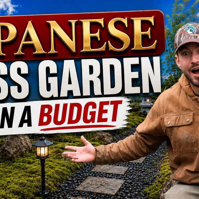 DIY Japanese Moss Garden: Backyard Transformation on a Budget