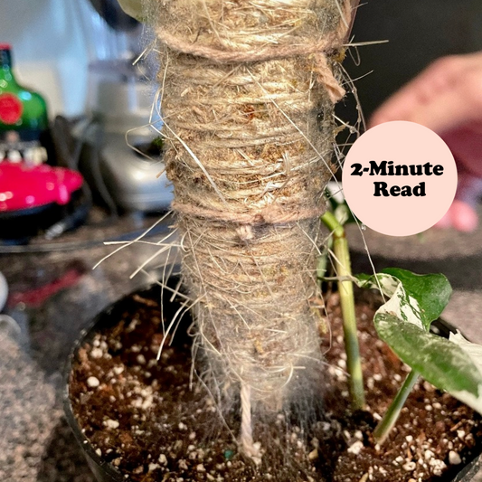 How To Fix Mold On Your Moss Pole
