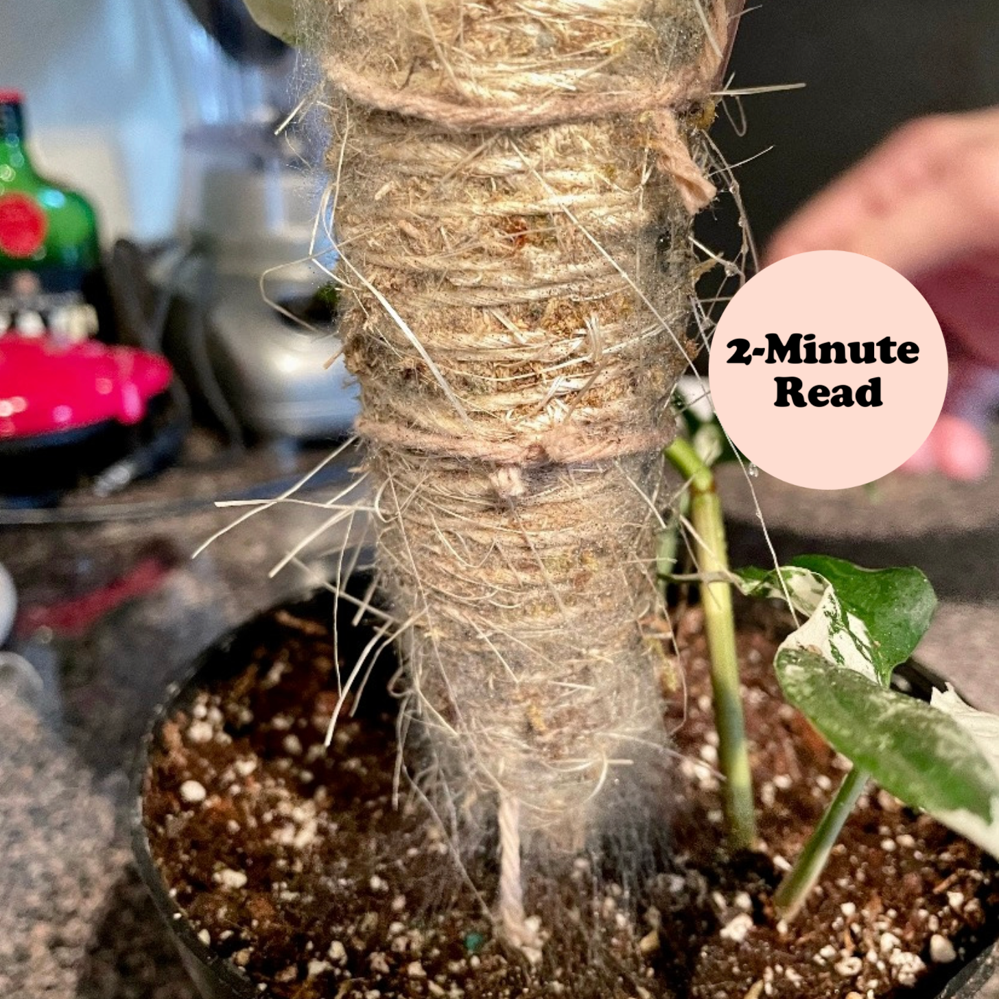 How To Fix Mold On Your Moss Pole