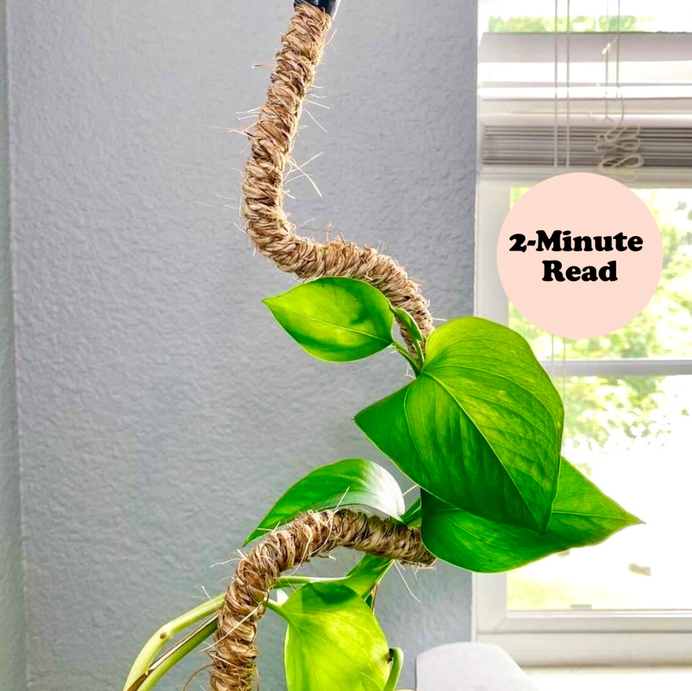 What is a Mossify Coir Pole? (Does your indoor tropical houseplant need a coir pole?)